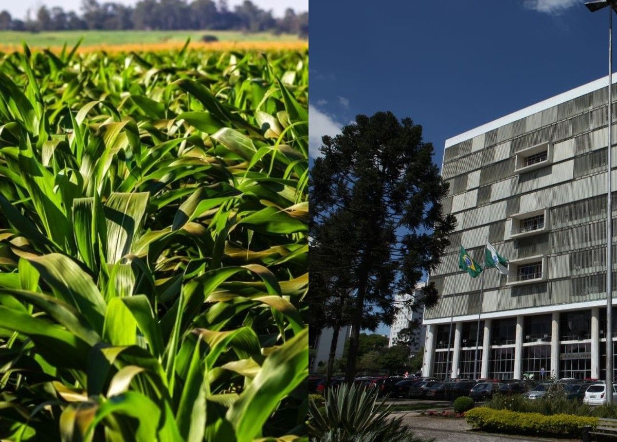 TJPR mantém indenização de seguro agrícola mesmo com plantio fora do ZARC