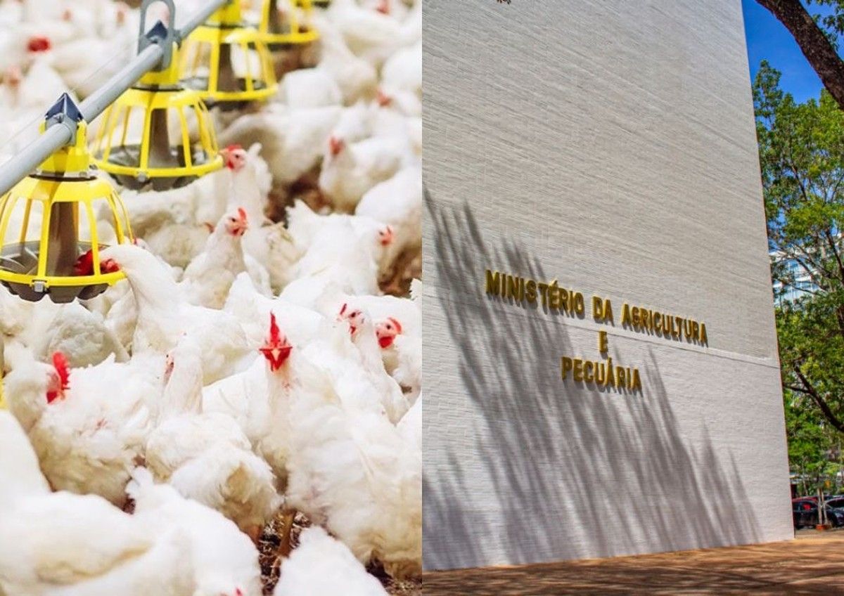 MAPA prorroga por 180 dias emergência zoossanitária por influenza aviária H5N1