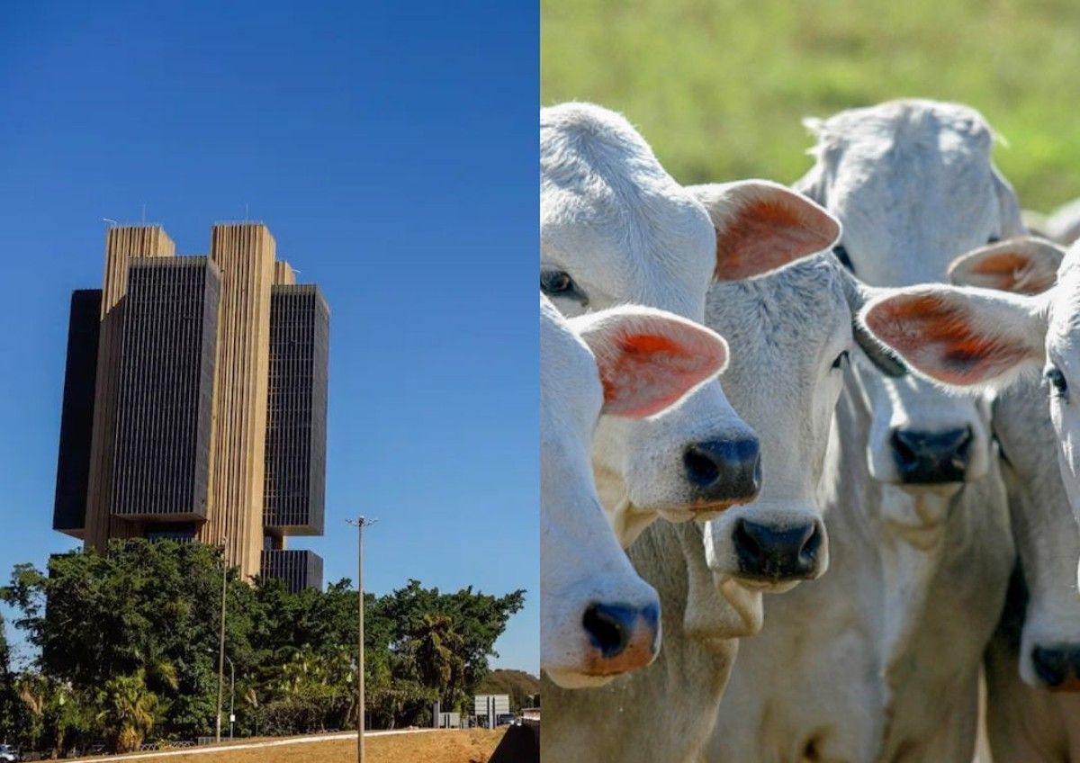 CMN amplia acesso ao crédito para incluir melhoramento genético animal 