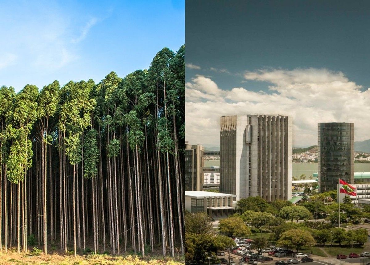 TJSC reconhece propriedade de eucaliptos plantados por invasor de má-fé em imóvel rural