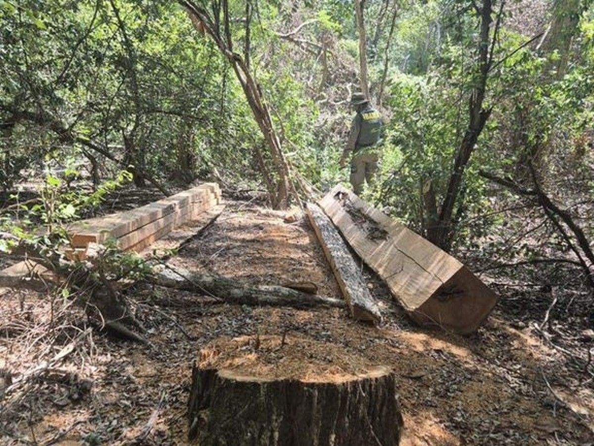 Ibama autua extração ilegal de madeira em terra indígena 