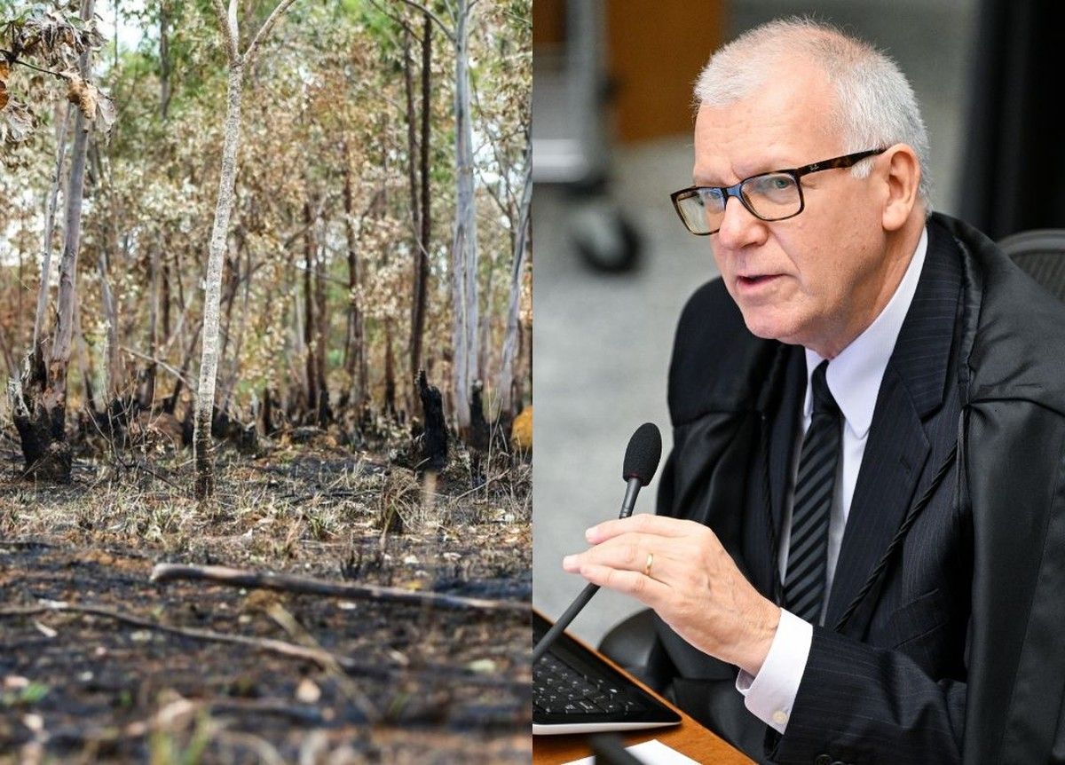 STJ dispensa PRAD e indenização ambiental com área em regeneração natural