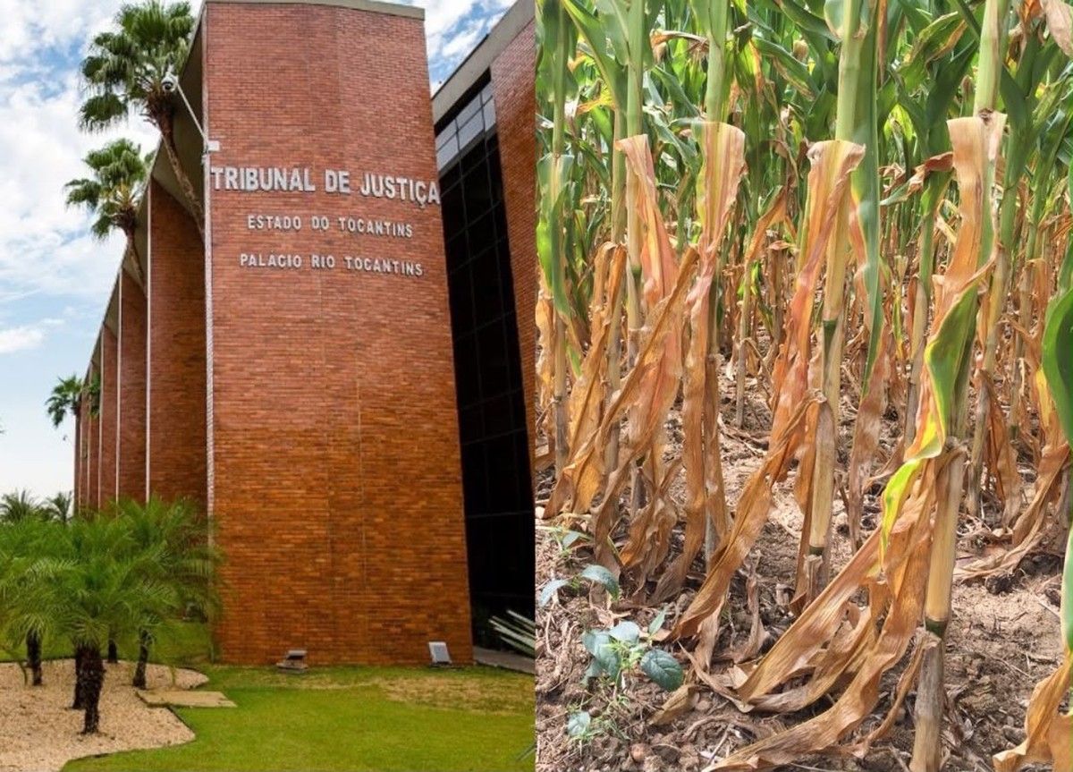 TJTO suspende penhora de terras e milho de produtor após frustração de mais da metade da safra