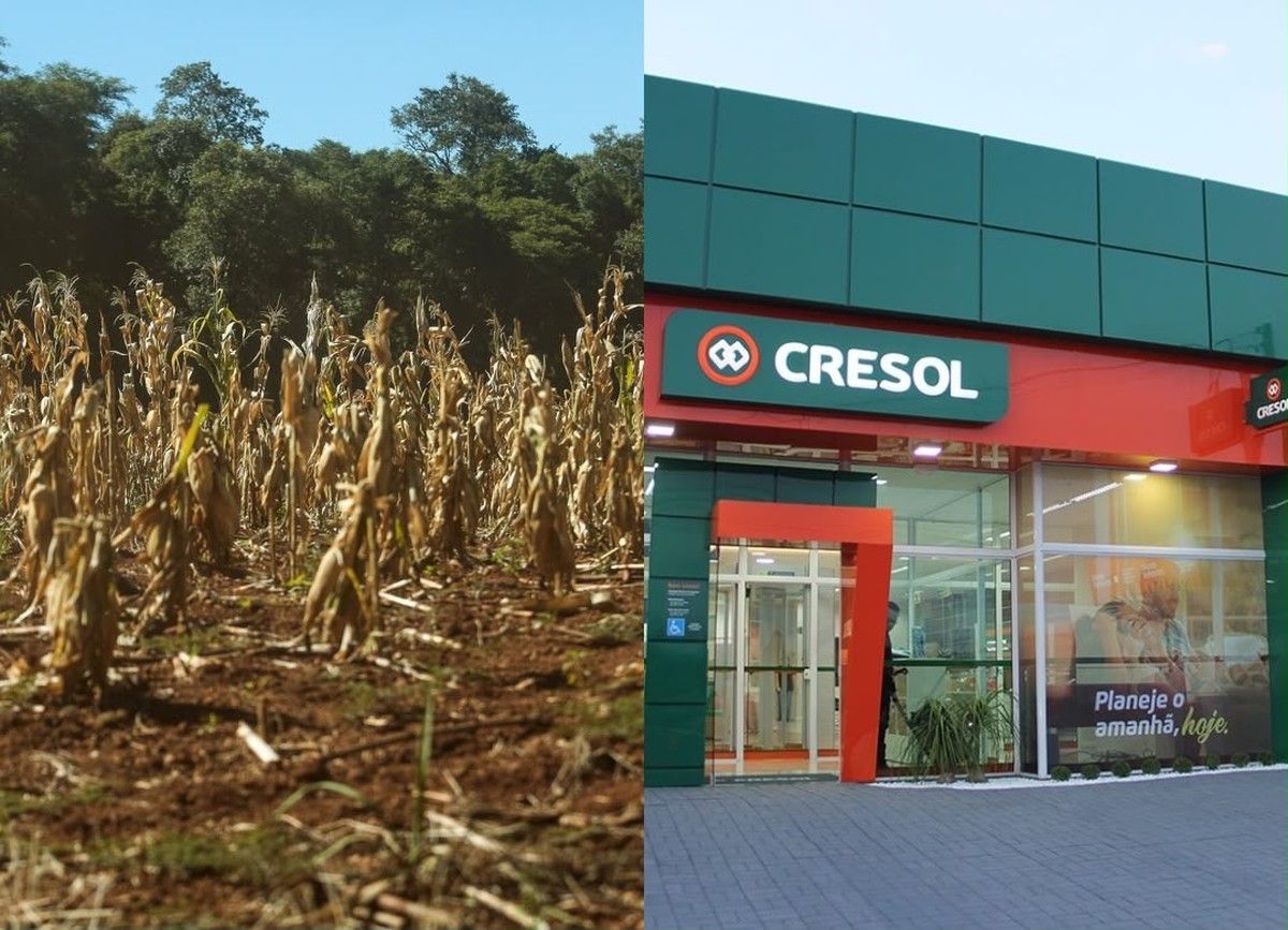 Juiz suspende execução rural após cooperativa parar de debitar seguro que cobriria perda de 75% da safra