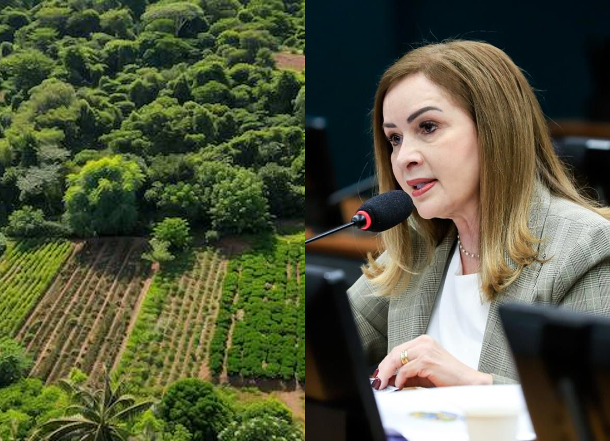Comissão da Câmara aprova sistema de incentivo à produção sustentável na Amazônia
