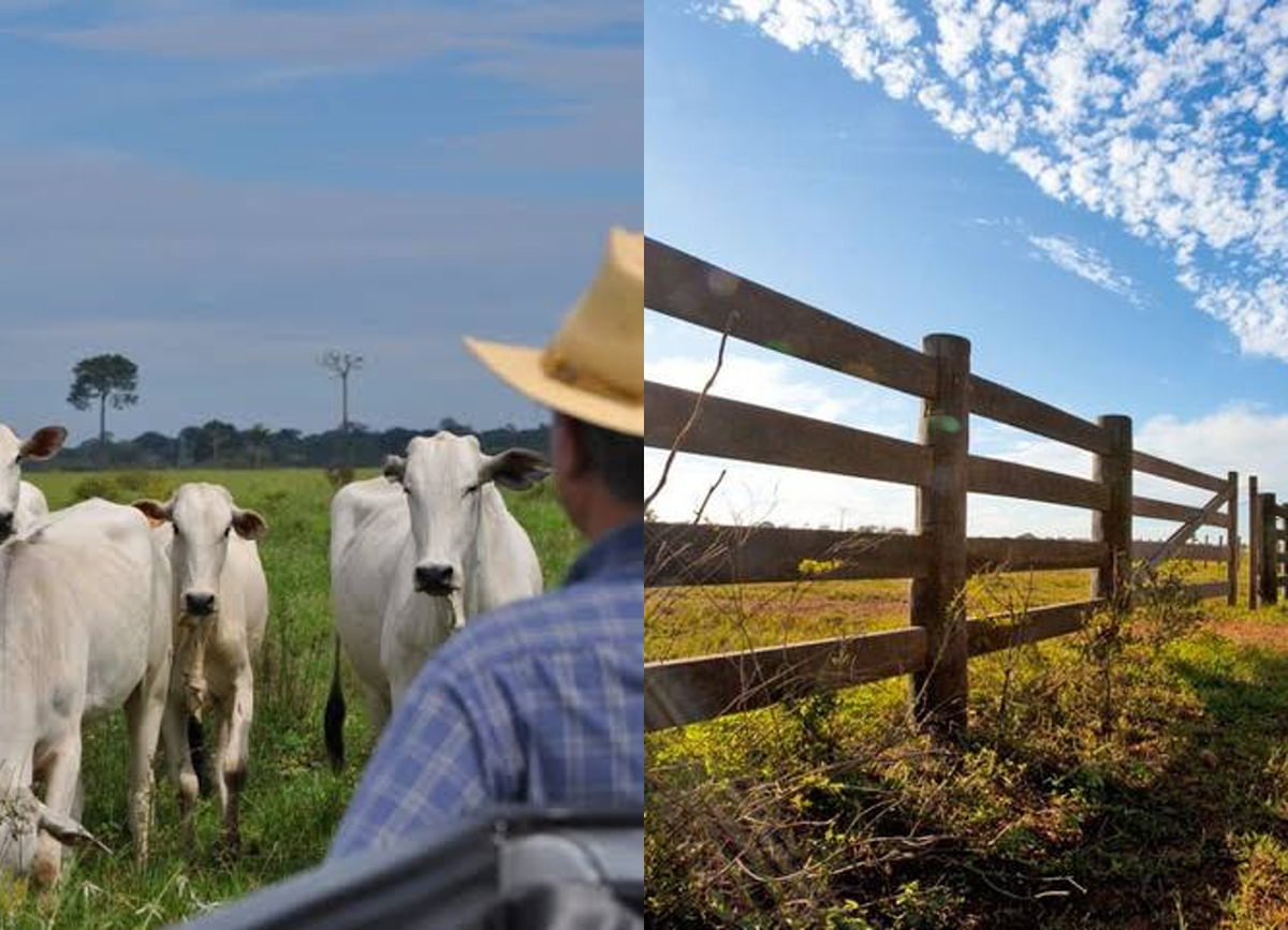 Justiça suspende cobrança de dívida rural e barra apreensão de gado em penhor pecuário