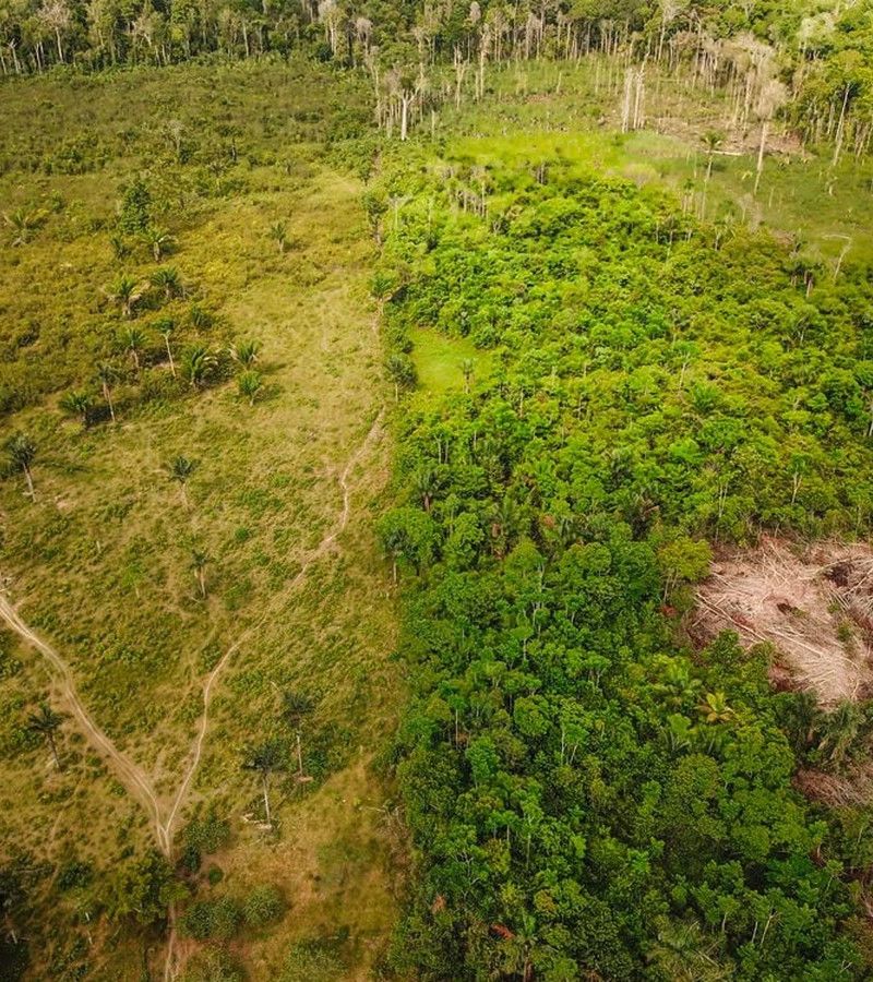 Floresta ou Cerrado? O erro de tipologia que pode mudar toda a dinâmica da propriedade rural.