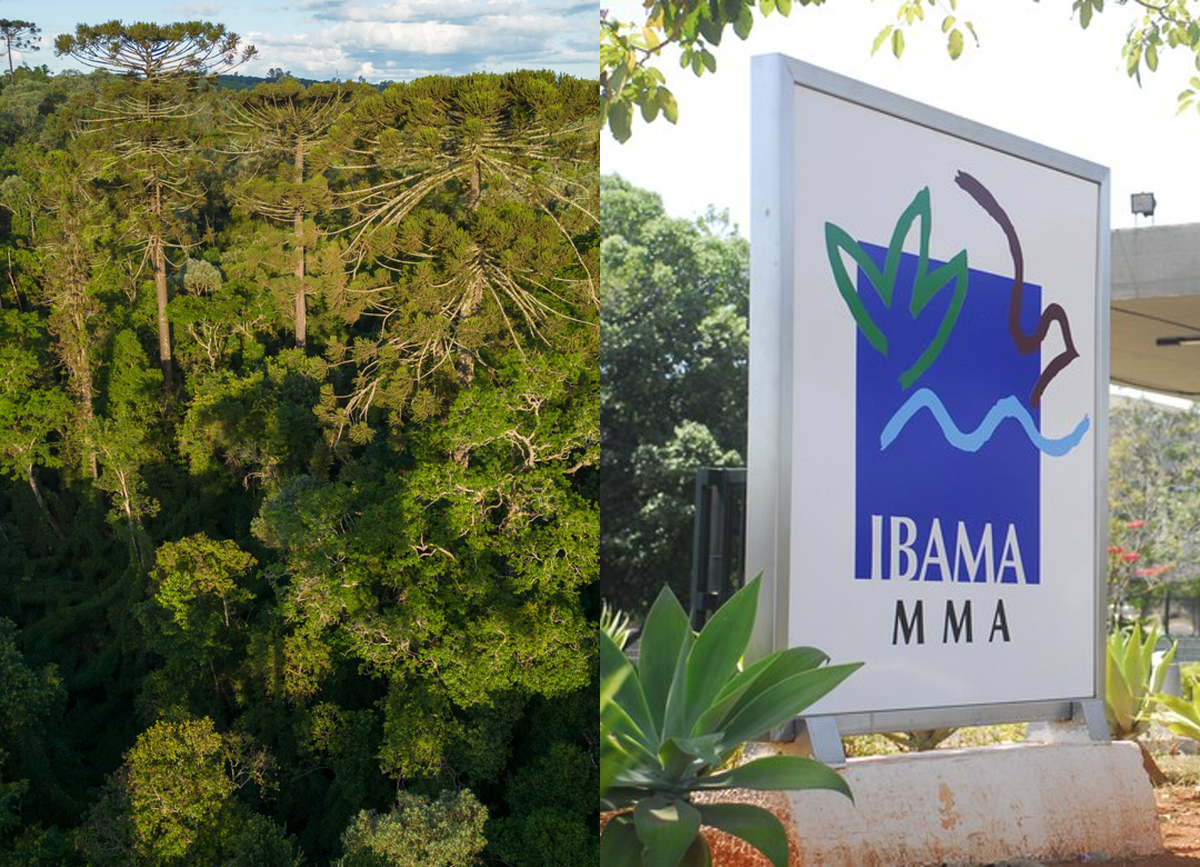 Ibama abre consulta pública sobre cadastro de plantio de espécies nativas no Sinaflor