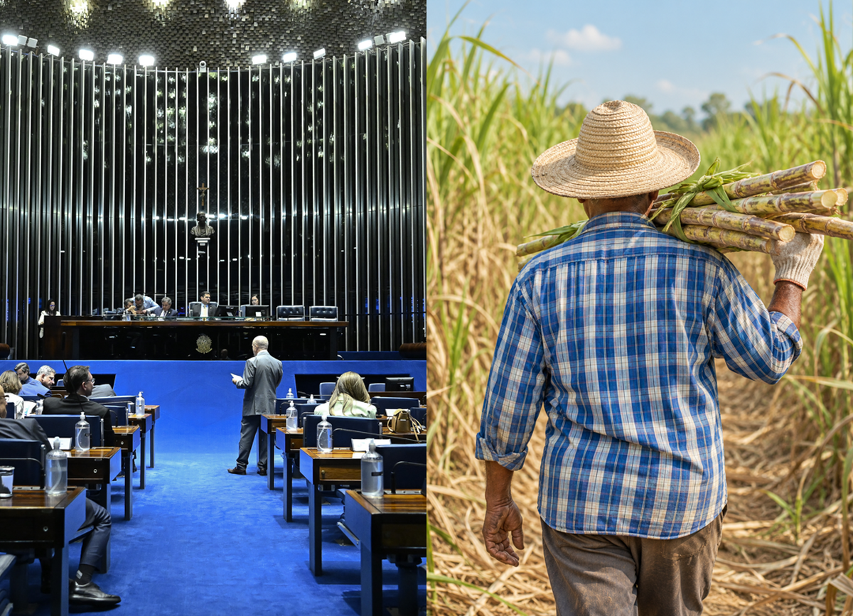 Senado analisa auxílio de R$ 12 por tonelada a produtores independentes de cana do Nordeste