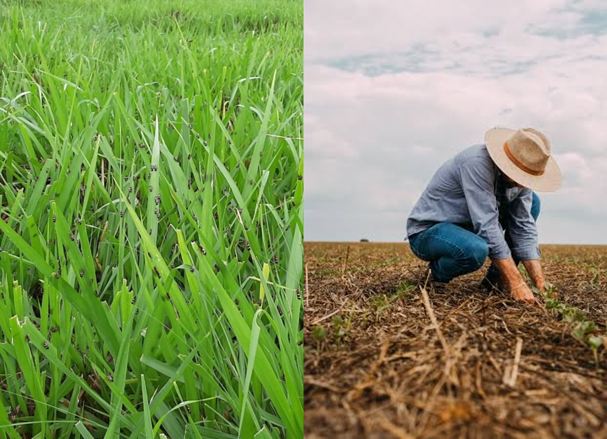 Justiça do Pará suspende cobrança e negativação em cédulas de crédito rural  