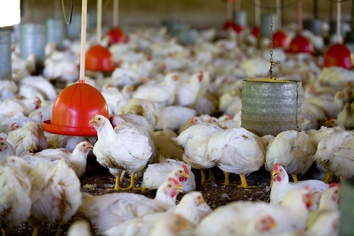 O que é autoembargo e quando ele acontece: o caso da auto suspensão do comércio de aves para a China