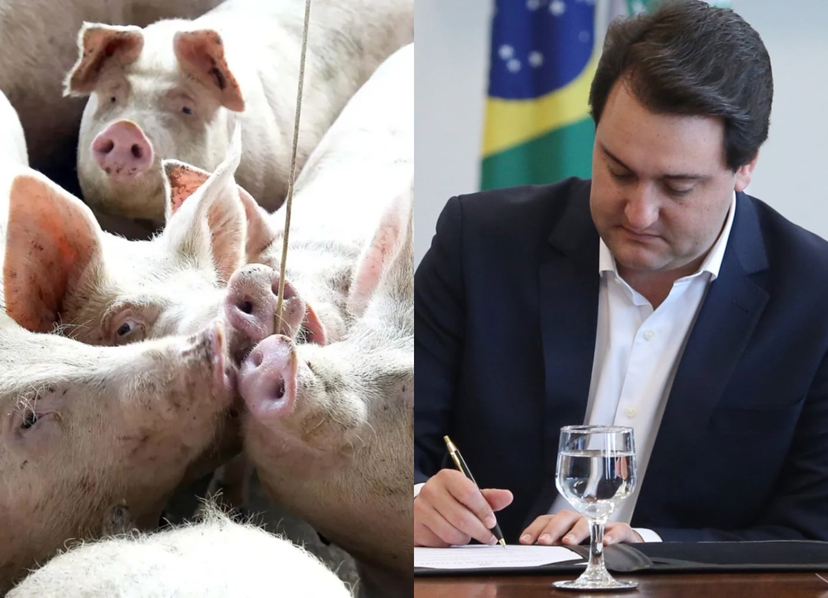 Paraná prorroga benefício de ICMS para vendas interestaduais de suínos vivos