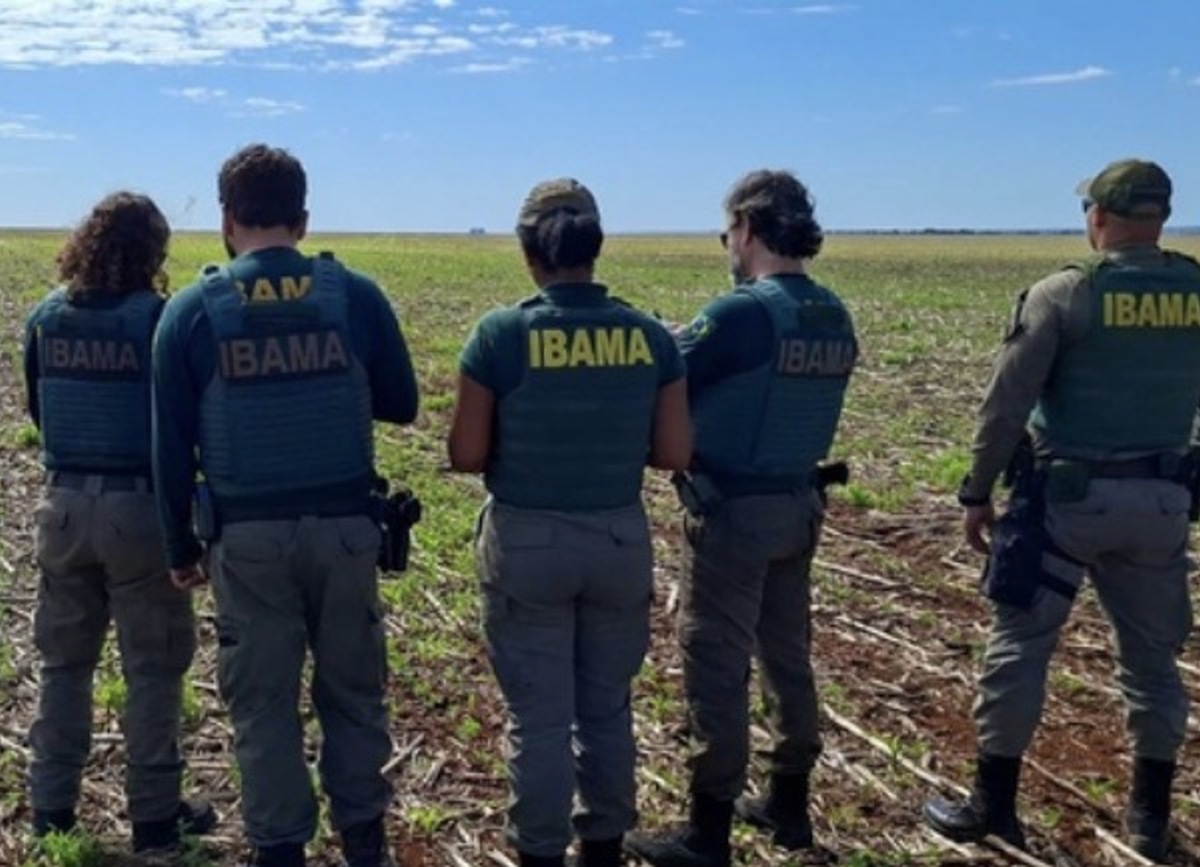 Ibama autua em R$ 890 mil por milho transgênico no entorno de unidade de conservação em Goiás