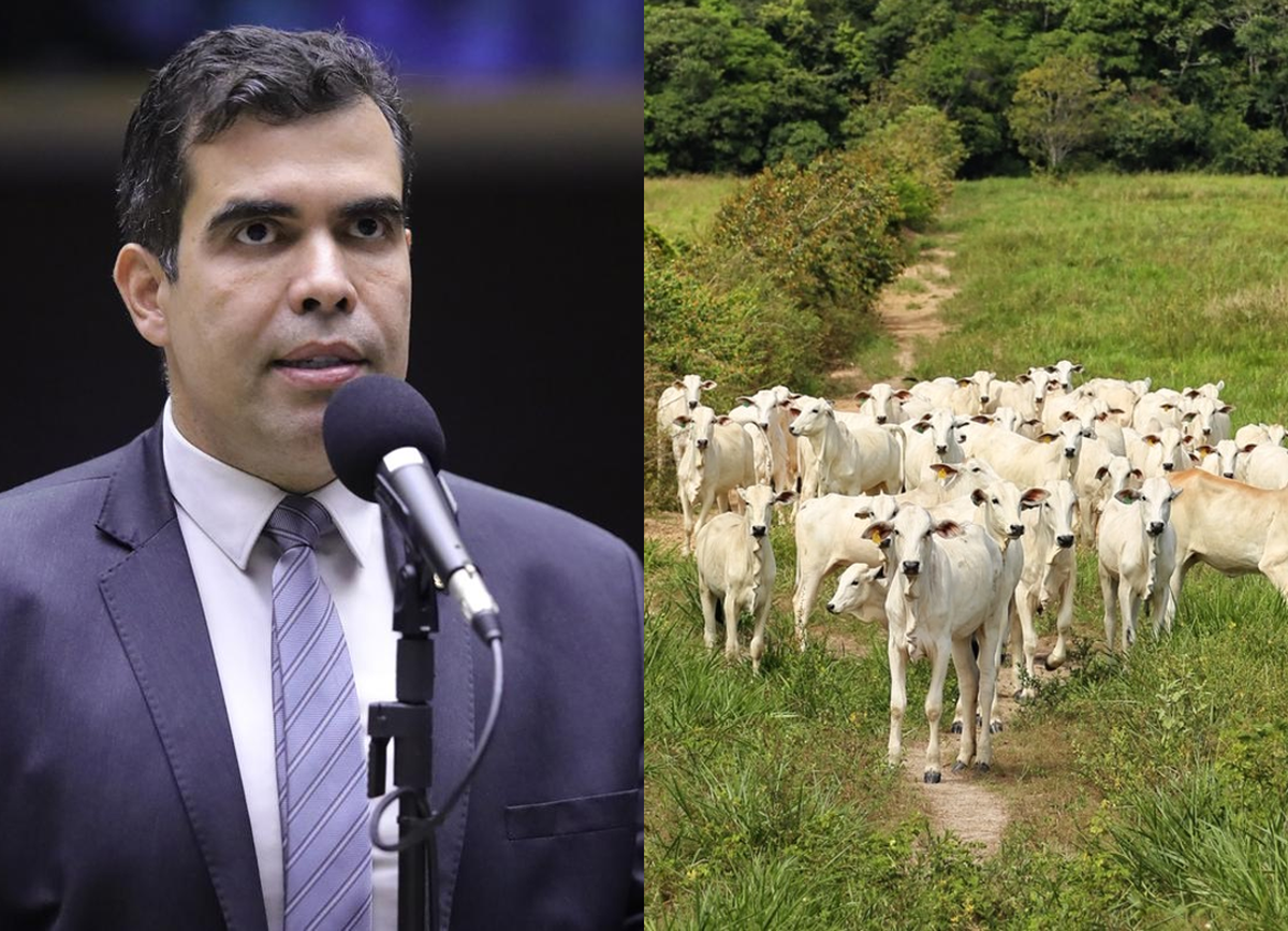 Projeto condiciona crédito rural e seguro na Amazônia Legal à rastreabilidade individual de bovinos