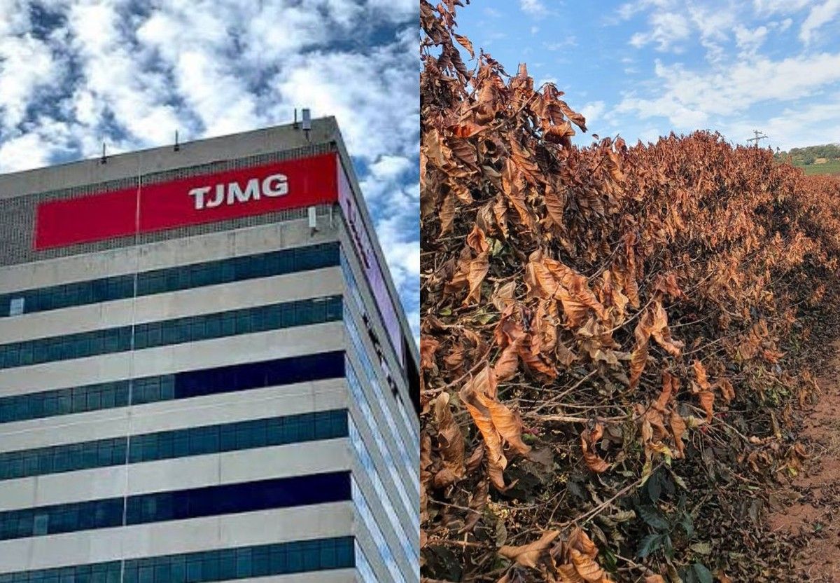 TJMG reconhece direito ao alongamento de crédito rural após perda total de safra de café
