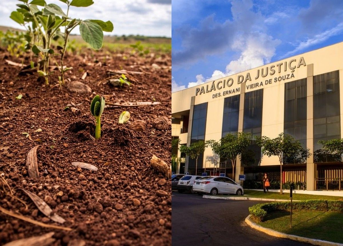 TJMT mantém anulação de penalidade de destruição de lavoura de soja por vazio sanitário