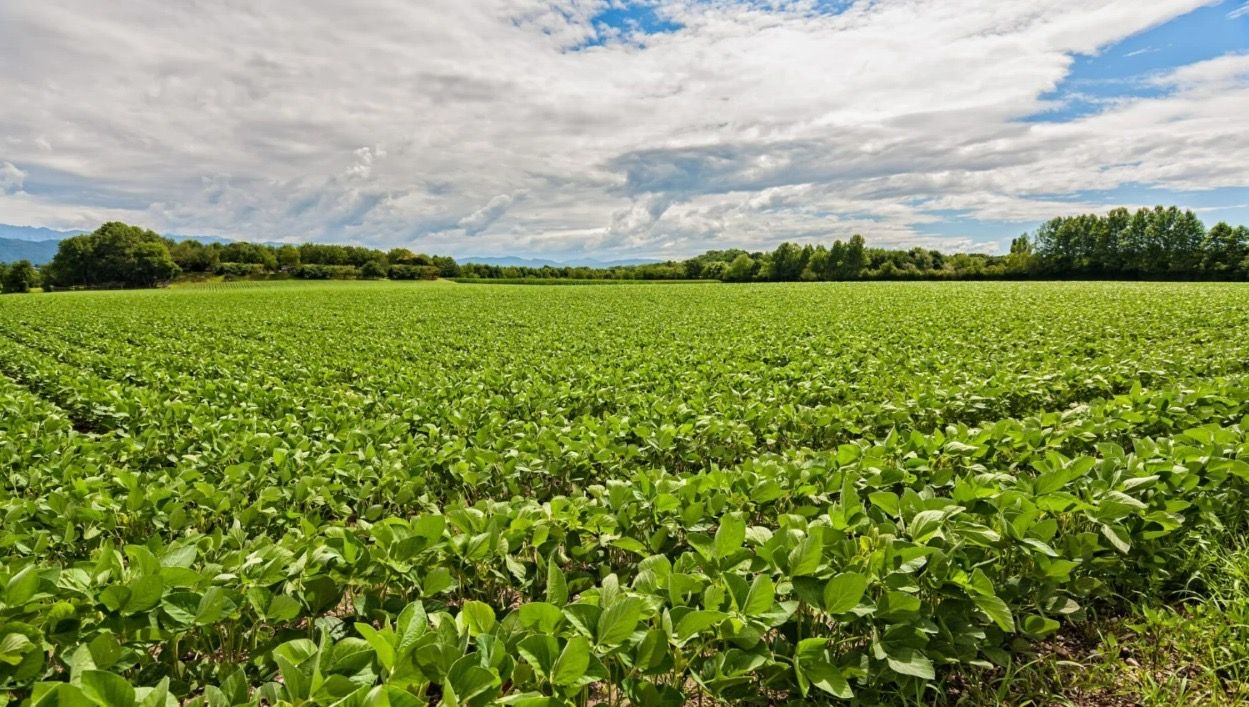 TJMT defere RJ de produtores rurais com dívida de R$ 67 milhões​​​​​​​​​​​​​​​​