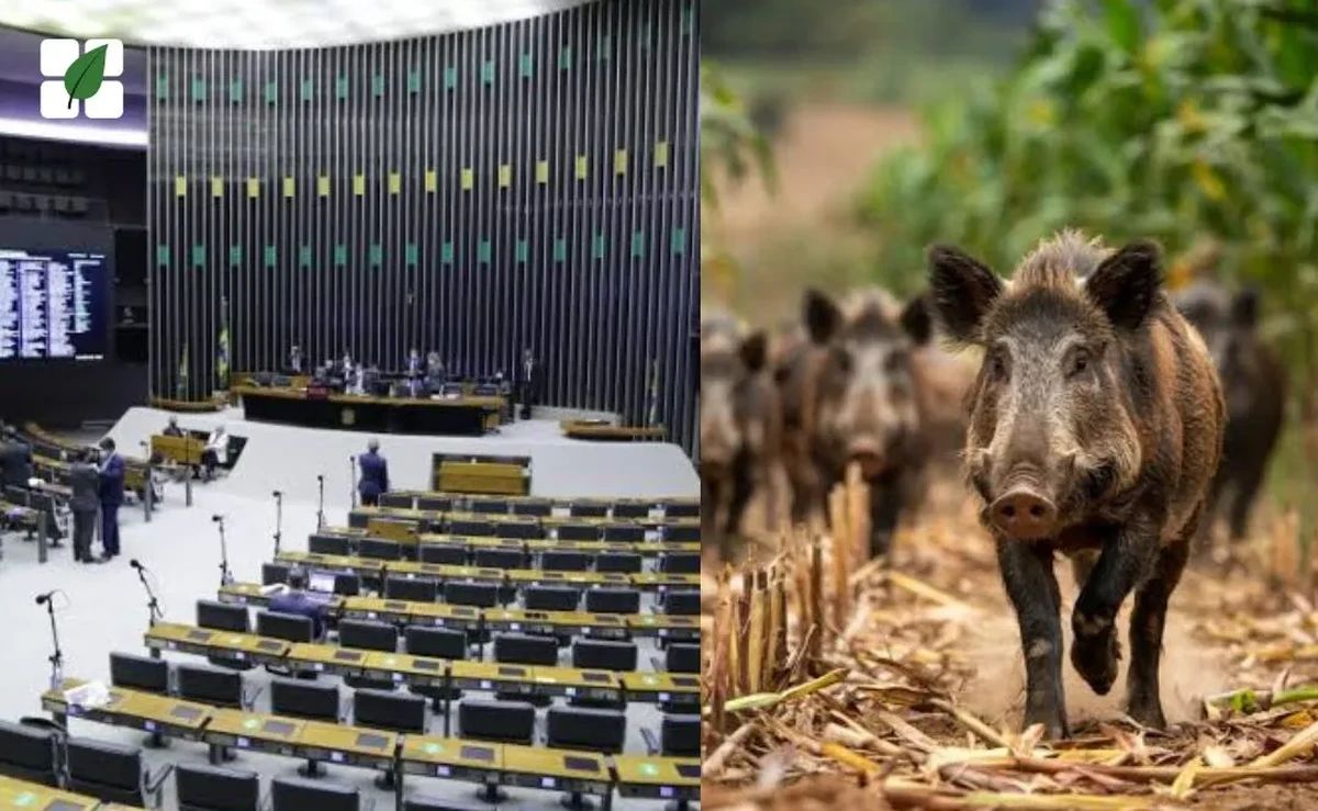 Câmara discute estratégias para conter avanço do javali no Brasil