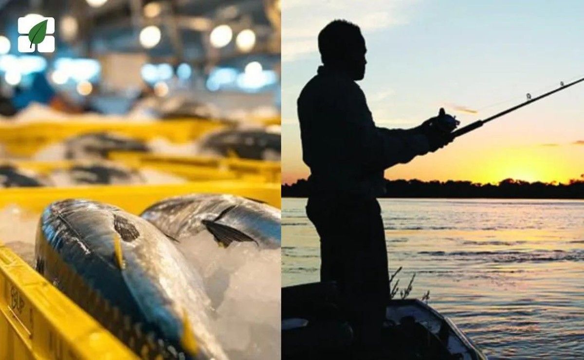 Portaria MPA nº 478/2025 cria Comitê de Pesca Amadora e Esportiva no CONAPE