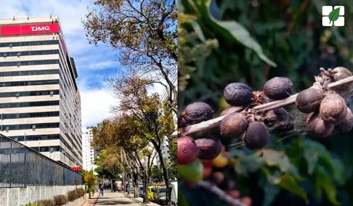 TJMG anula contrato de café por aceite tardio e reconhece força maior da geada de 2021
