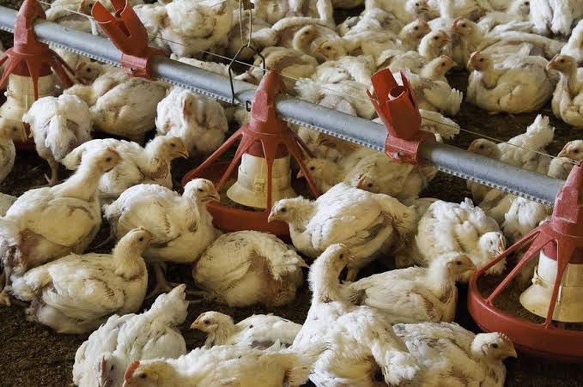 Gripe aviária acende alerta jurídico no agronegócio