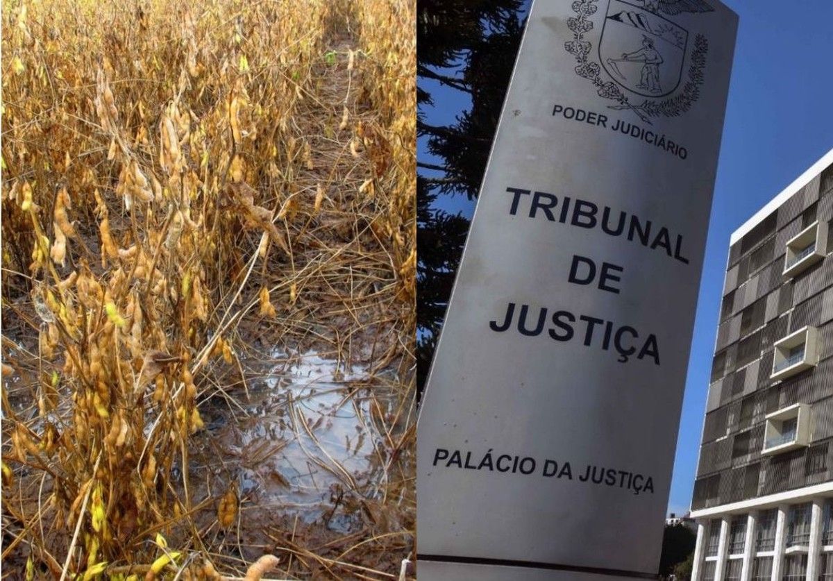 TJPR suspende R$ 5,9 mi em crédito rural após laudo comprovar quebra de 1.650 sacas por chuvas irregulares