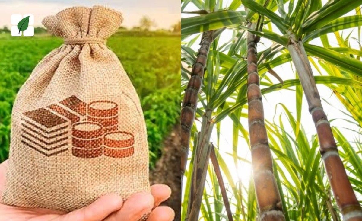 Justiça do Paraná concede liminar a produtores rurais e suspende cobrança de dívida de R$ 600 mil