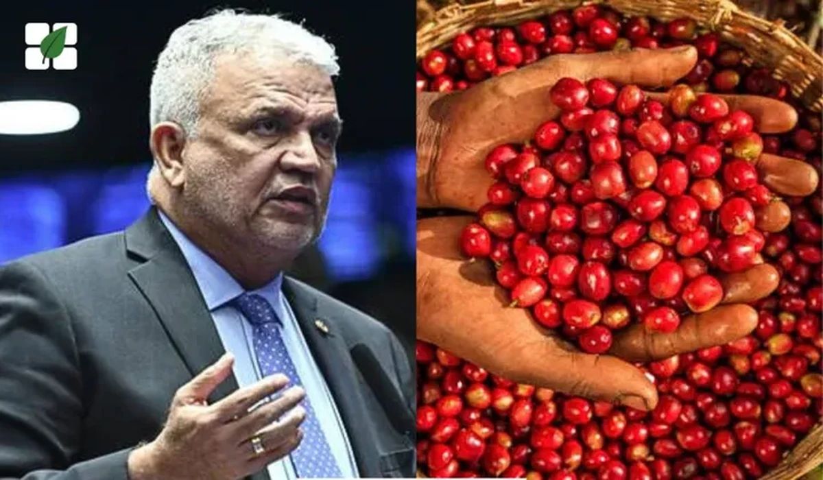 Senado analisa criação do Selo Verde Café Amazônia para valorizar cafeicultura sustentável