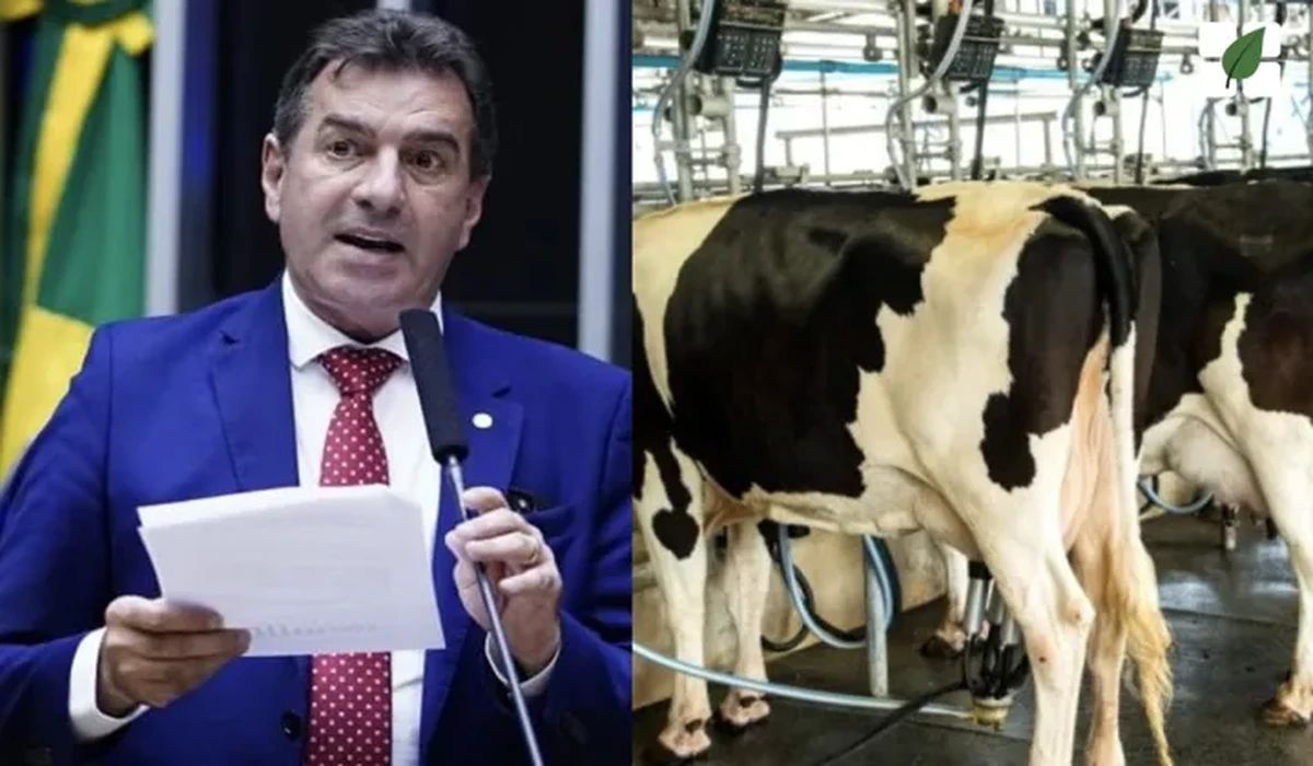 Câmara debate criação de contrato futuro de leite para garantir previsibilidade de preços e mitigar riscos ao produtor