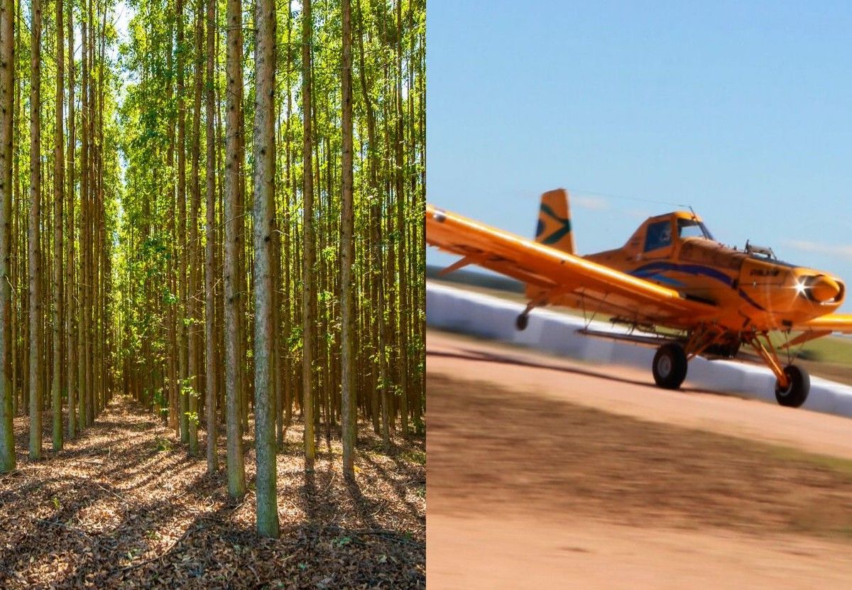 Justiça de SP rejeita ação do MP e mantém pulverização aérea de defensivos em plantação de eucalipto