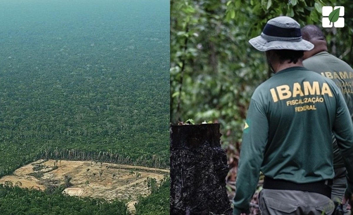 Ibama amplia em 81% autos de infração na Amazônia