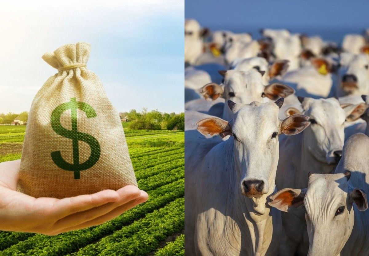 TRF-6 mantém operação de crédito rural apesar de comprovação tardia de compra de animais