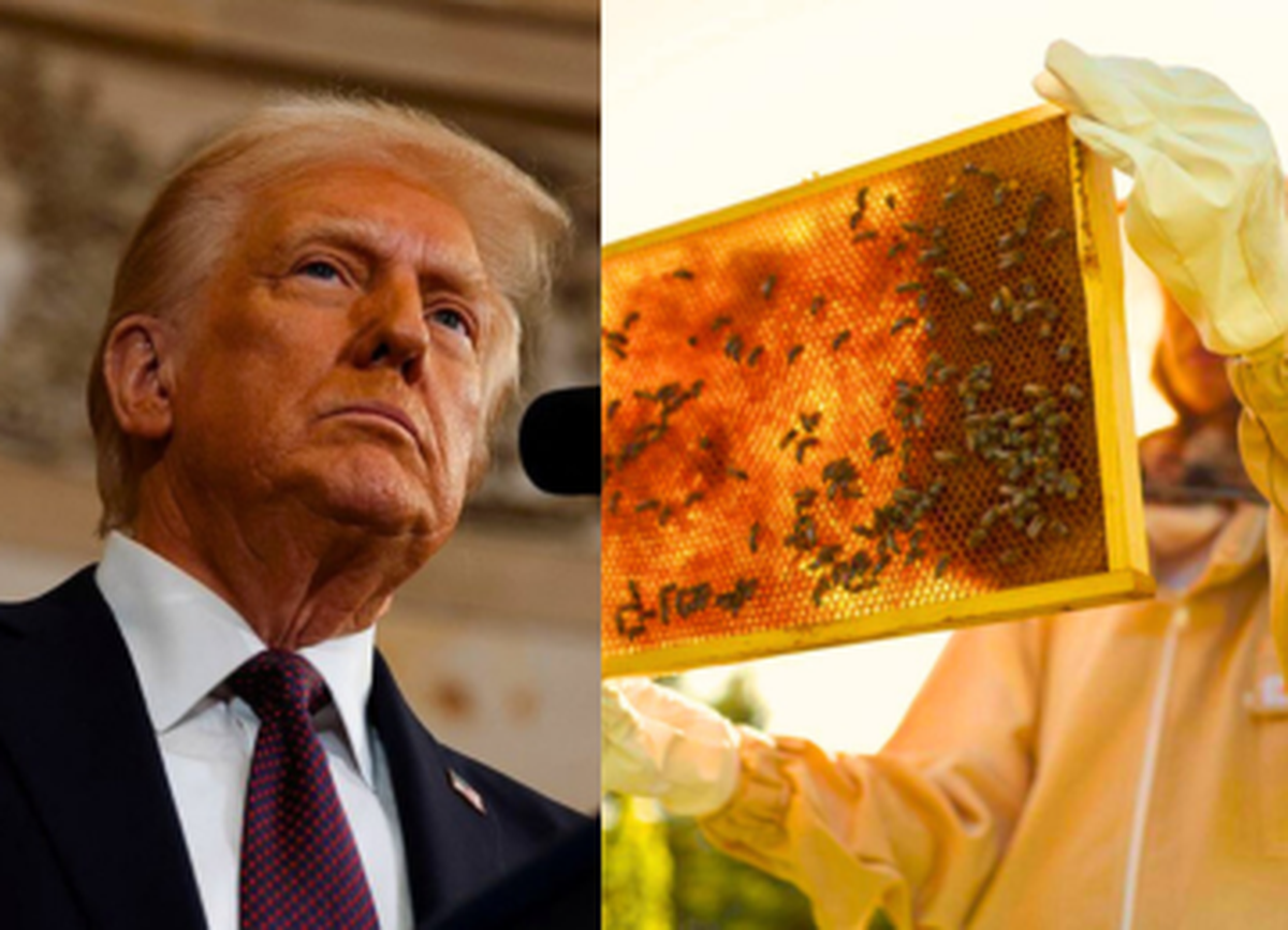 Após tarifaço de Trump, exportadores brasileiros têm contratos de venda de mel cancelados