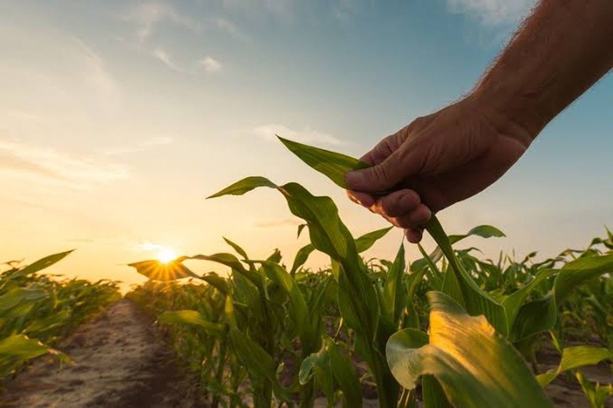 Justiça nega indenização por plantio fora do zoneamento e reforça limites do seguro rural