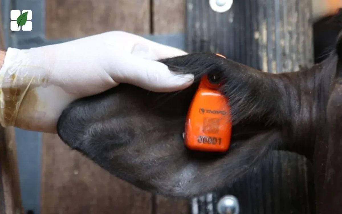 Rastreabilidade animal pode potencializar o uso de gado vivo como garantia em operações de crédito