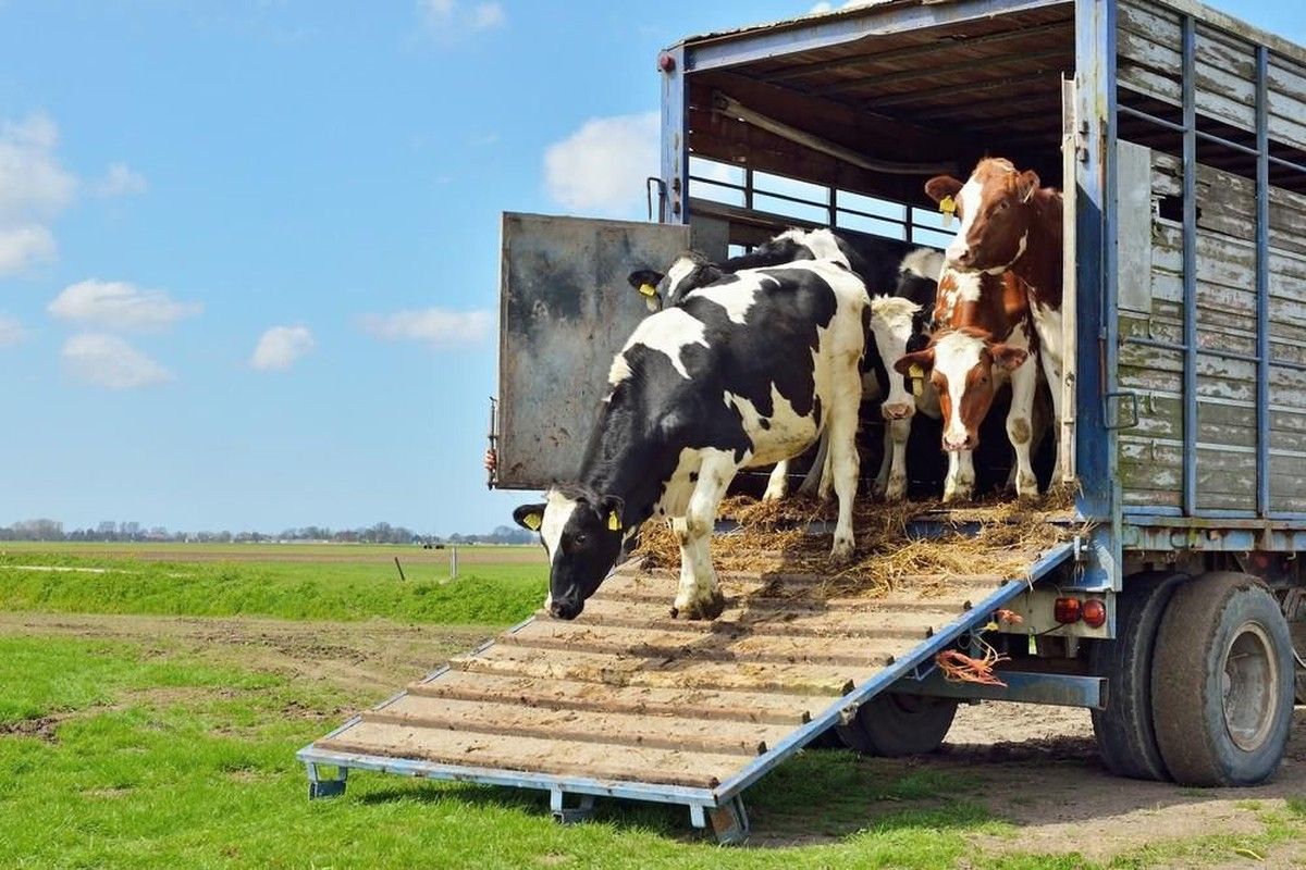 Portaria 13/2026 impede venda e transferência de bovinos de focos sanitários no PR
