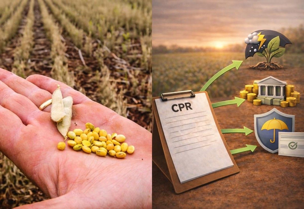 BBM e Mapfre anunciam seguro agrícola com indenização direta ao credor em operações de CPR