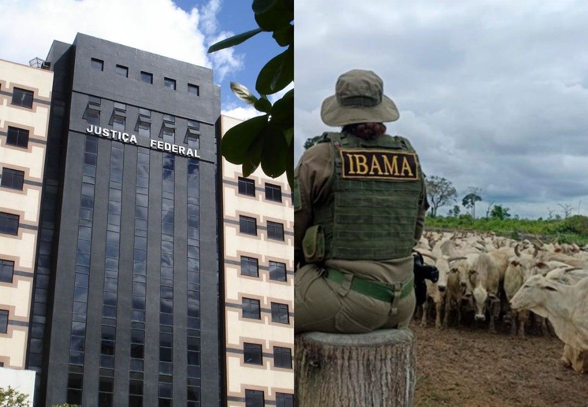 Justiça Federal determina leilão de gado apreendido pelo IBAMA no Pará