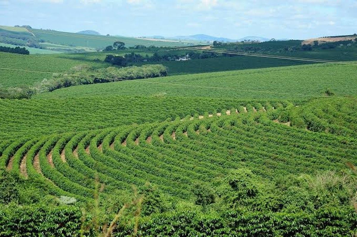 COPAM altera regras e agiliza licenciamento ambiental no setor agrossilvipastoril em MG