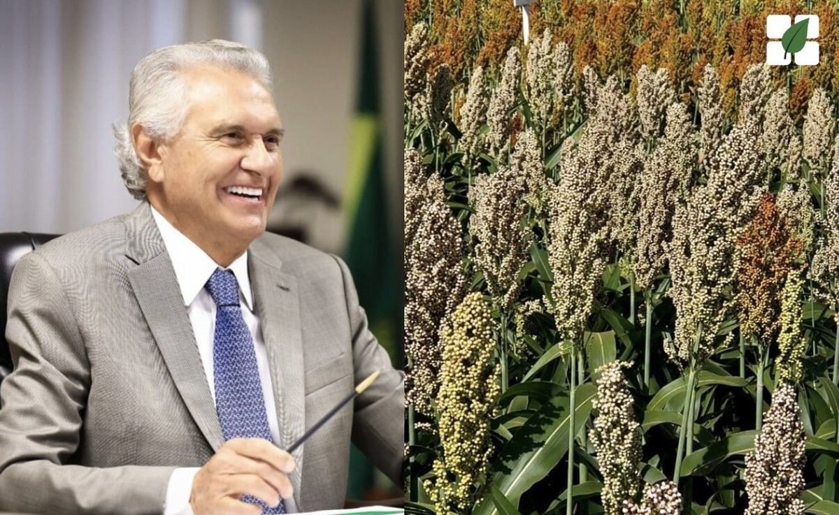 Goiás amplia isenção de ICMS para o sorgo e biomassa voltada à geração de energia