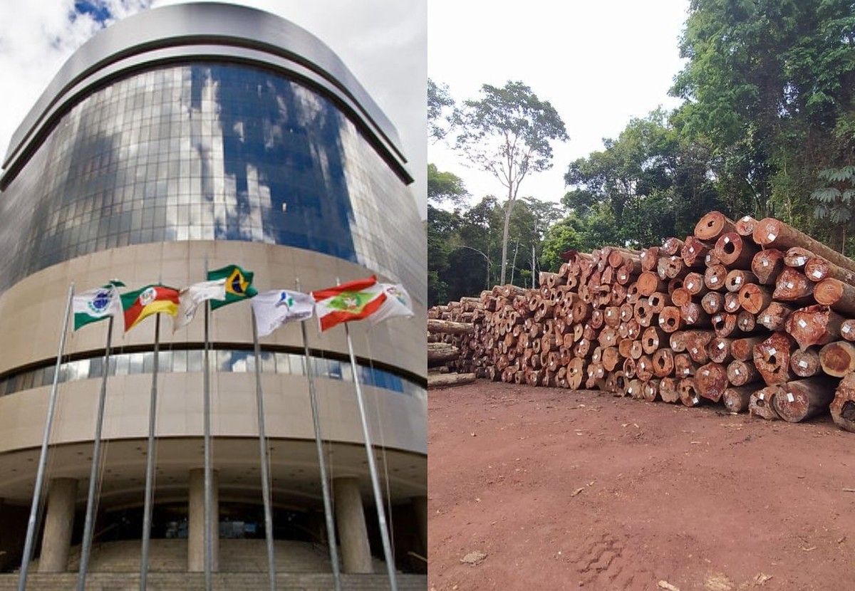 TRF4 restabelece multa milionátia contra madeireira por divergência no sistema DOF