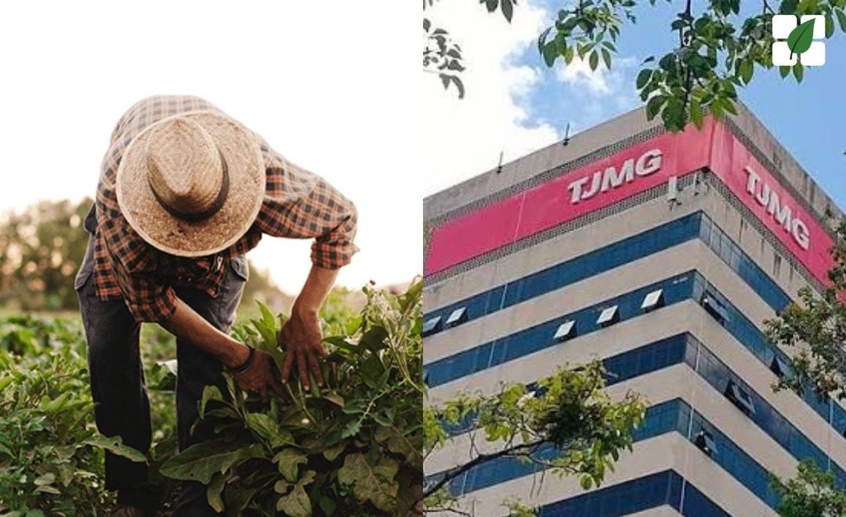 TJMG concede auxílio-acidente a trabalhador rural com visão monocular