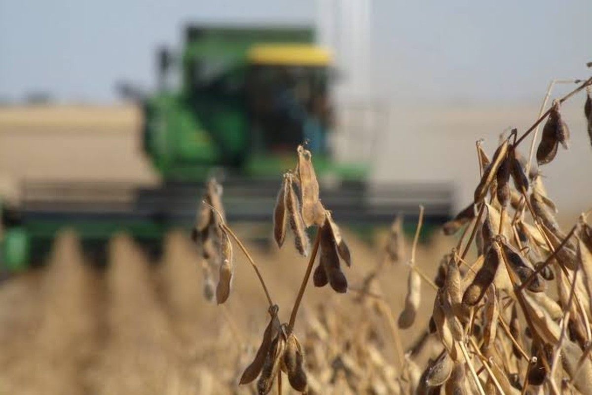 Justiça reconhece falha em sementes e condena fornecedoras a indenizar produtor rural em mais de R$ 3 milhões
