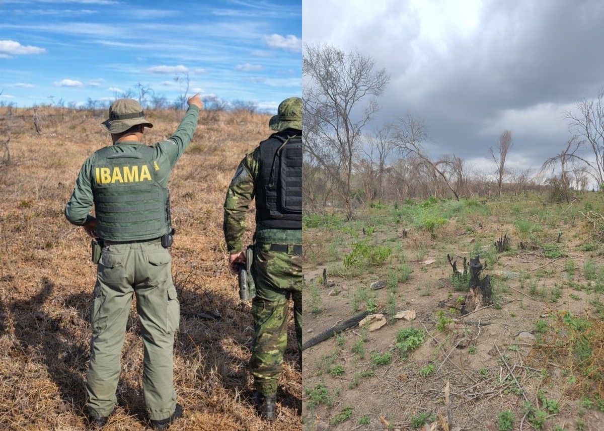 Ibama deflagra Operação Mandacaru contra desmatamento ilegal na Caatinga