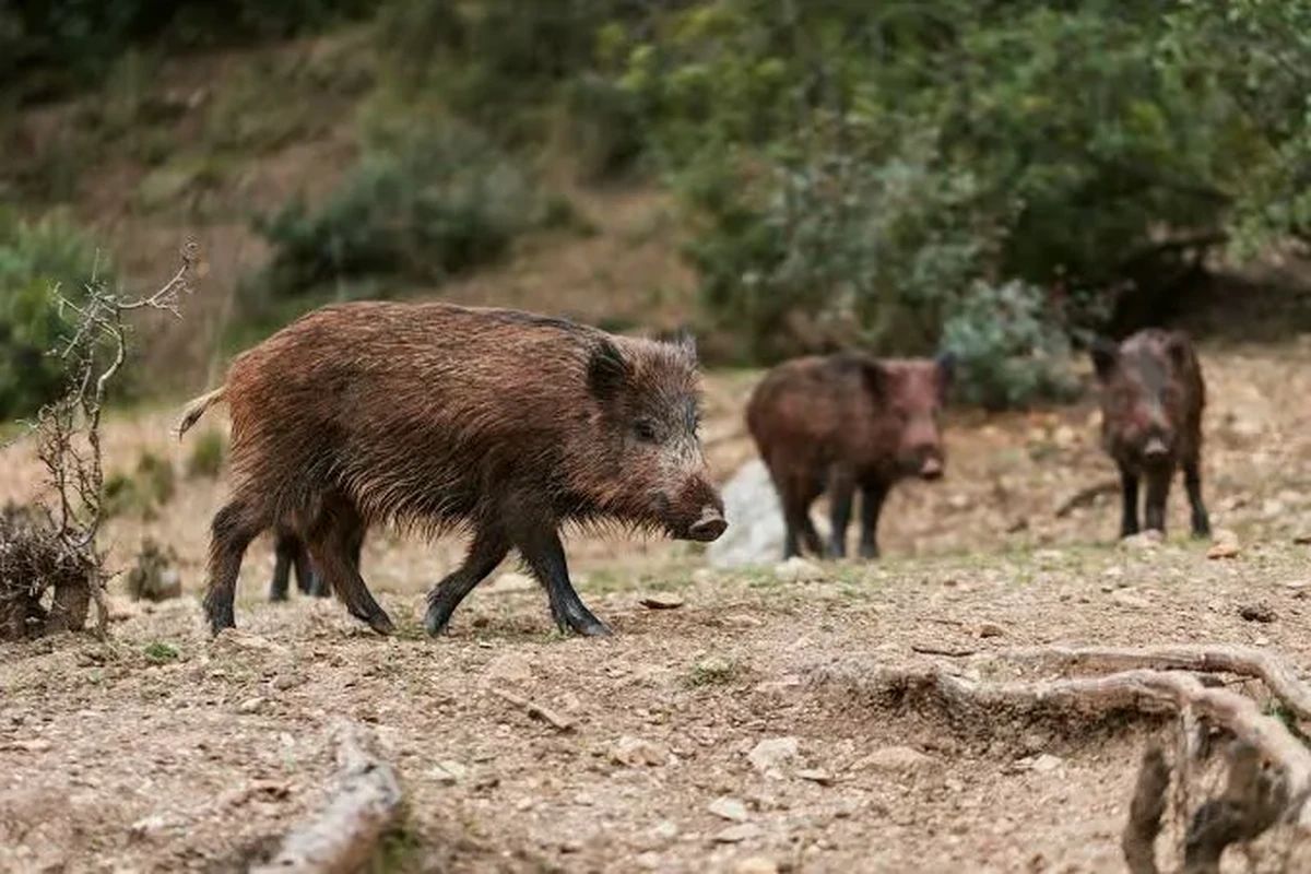 ALEGO aprova Projeto de Lei que autoriza a caça de javali-europeu
