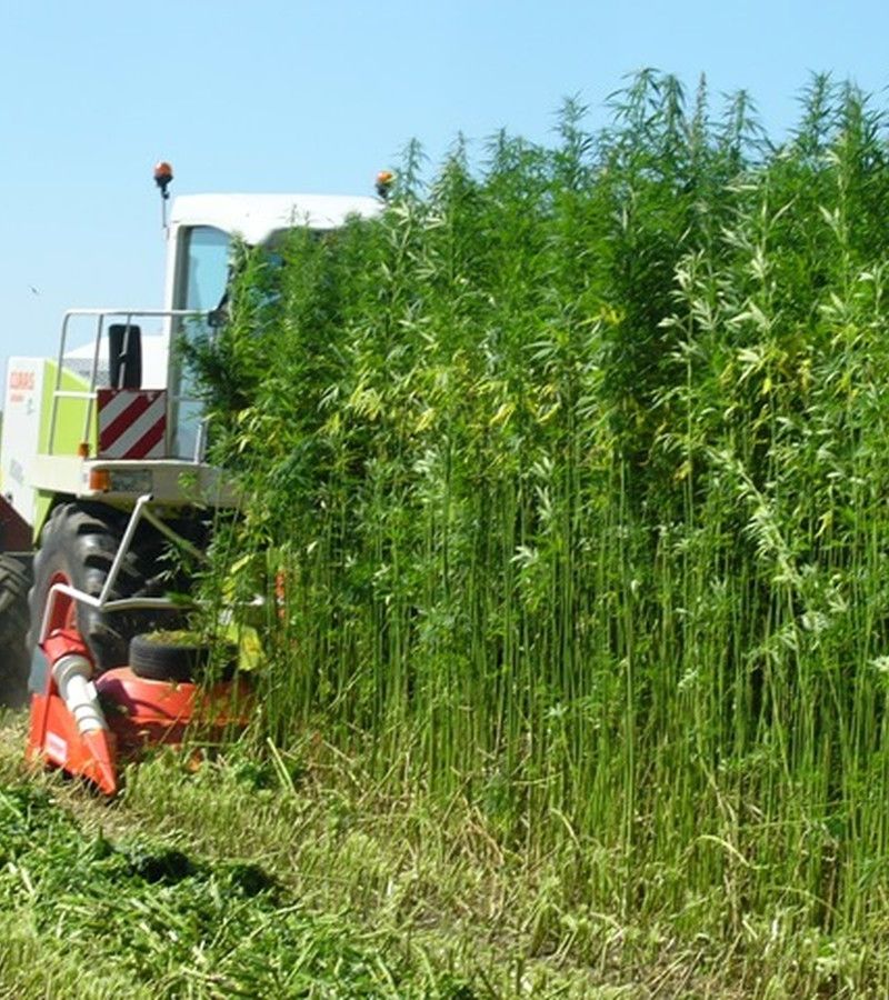 IAC 16 (STJ) e a Regulamentação do Cânhamo industrial no Brasil