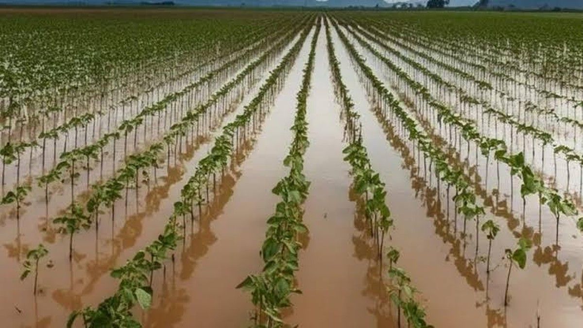 Governo do RS aprova prorrogação de dívidas para produtores atingidos por desastres climáticos