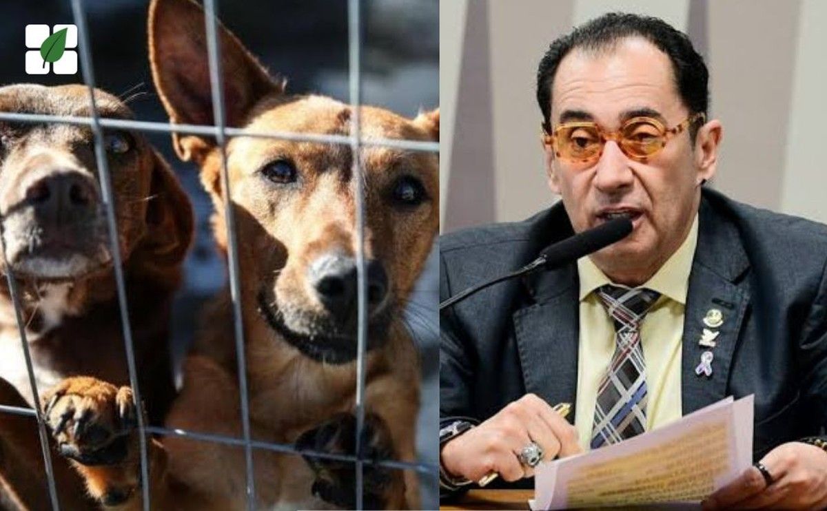 CMA aprova aumento da punição para maus-tratos a animais