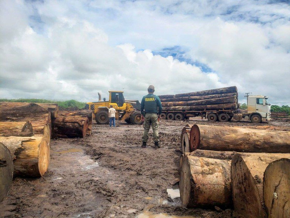 Operação do Ibama apreende madeira ilegal nativa da região