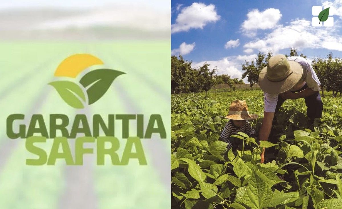 Nova Lei amplia Garantia-Safra e fortalece proteção a agricultores familiares